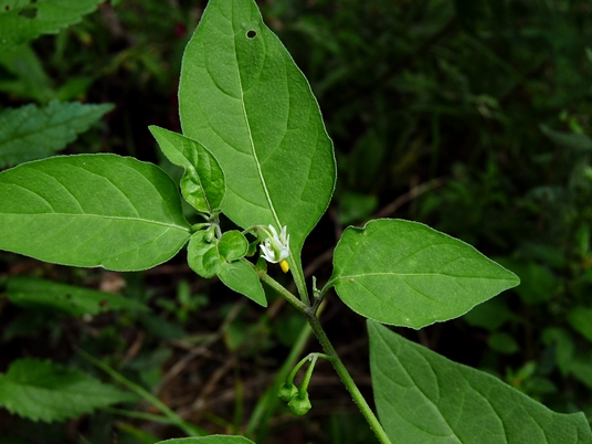 {Solanum ptychanthum}